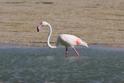 J01_3704 Greater Flamingo.JPG